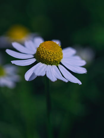 flower, chamomile, herbs, blossom, bloom, plant, flora, nature, garden, summer, medicinal Herbs