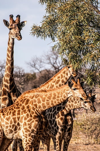 girafes, long cou, cornes, la nature, arbre, feuilles, feuillage, mammifères, animaux, Afrique, safari