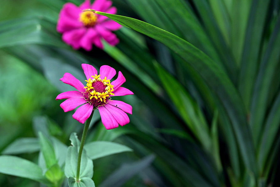 cínie, květiny, Pink Zinnias, květinové pozadí, růžové květy, krásné květiny, zahrada, květinové tapety, flóra, Příroda, květ
