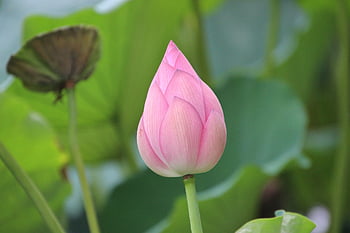 lotus, flower, flower Background, bud, flower Wallpaper, plant, lotus Flower, water Lily, blooming, blossoming, aquatic Plant