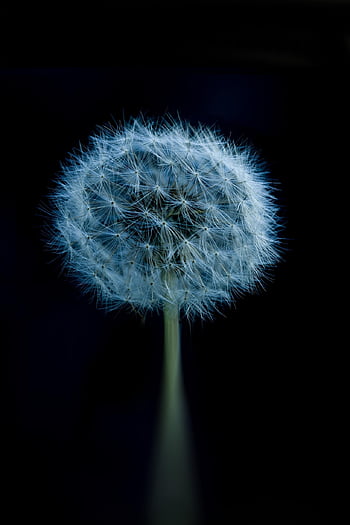 dente di leone, spora, natura, pianta, Fiore di campo, fiore, seme, bellissimi fiori, sfondo di fiori, Hall di dente di leone, carta da parati floreale