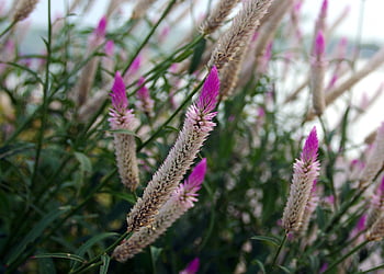 flower, petals, bush, flower Background, plant, shaft, nature, celosia Silver, celosia Argentea, beautiful Flowers, flower Wallpaper