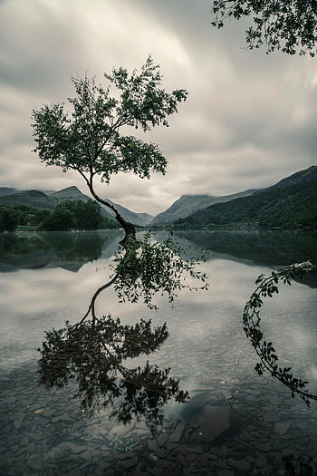 riflessione dell'albero, corpo d'acqua, scena tranquilla, Lago di montagna calmo, cielo nuvoloso, paesaggio naturale, ambiente sereno, riflesso d'acqua, albero singolo, ambientazione pacifica, vista delle montagne