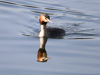 Great Crested Grebe, Westport Lake, Stoke-on-Trent, Staffordshire, wildlife, bird watching, February 2019, water reflection, nature, countryside, winter