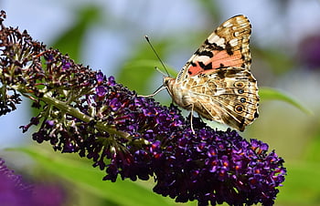 Vanessa Cardui, flor, mariposa, polen, polinizar, polinización, mariposa pavo real, papel tapiz de flores, alas de mariposa, insecto con alas, floración