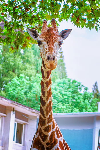 茶色のキリン、 雄大なキリン、 長い首、 緑豊かな木、 上海動物園、 動物園の動物、 野生動物の写真、 キリンの肖像画、 屋外動物園、 動物の写真、 自然シーン