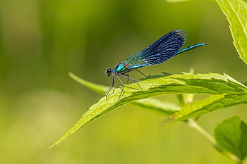 krásná demoiselle, calopteryx virgo, darter, řeka, makro, portrét, vážka, listy, voda, Estonsko, studie