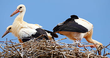 こうのとり、 コウノトリ、 ネスト、 鳥、 動物たち