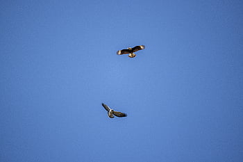 birds, flying, animal, feather, nature, wildlife, wing, flight, fly, isolated, blue