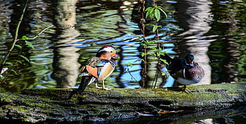 duck, bird, lake, river, wildlife, wild Fowl, waterfowl, fauna, nature, mandarin Duck