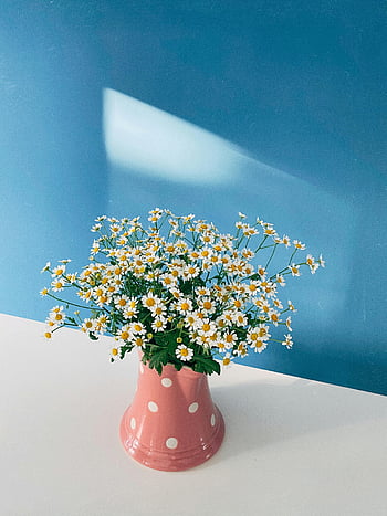 váza, květy heřmánku, sedmikrásky, růžová polka dot váza, bílý povrch, Modré pozadí, slunečního světla, kytice, stůl, čerstvé květiny, květinové aranžmá