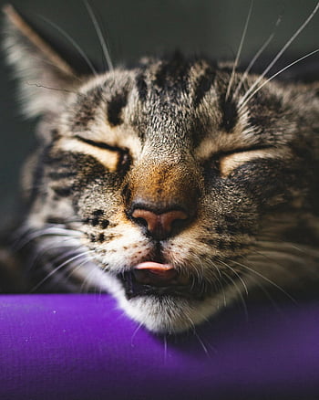 brun tabby katt, närbild fotografi, sovande katt, avslappnad uttryck, polisonger, päls, randig katt, närbild, katt sova, avslappnad katt, lila bakgrund