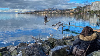 jezero, racek, show, mrak, odraz, voda, žena, divák, pauza, odpočinek, jezero Ženeva