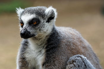lemure dalla coda ad anelli, lemure, scimmia, Madagascar, animale, natura, pelliccia, animale impagliato