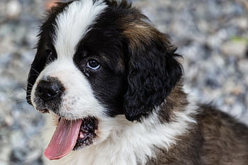 dog, animal, puppy, saint Bernard, switzerland, domestic Animal