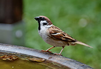 bird, sparrow, sperling, nature, songbird, plumage, species, fauna, animal, wildlife, ornithology