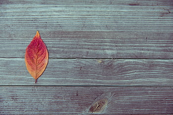 foglia rossa, superficie di legno, autunno, vivace, legno strutturato, stagione autunnale, naturale, rustico, foglia singola, di stagione, all'aperto