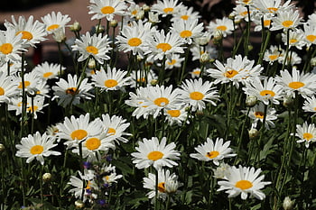 daisies, pyrenean Daisy, blossom, beautiful Flowers, bloom, petals, white Flowers, leucathemum Maximum, sea Of Flowers, flower Meadow, blooming