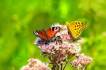 květiny, motýlů, opylování, hmyz, entomologie, květinové tapety, květ, opylit, flóra, stříbřitá fritillary, krásné květiny