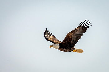 eagle, bird, flight, wings, feathers, freedom, flying, wildlife, animal, predator, bird Of Prey