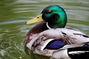 mallard, drake, duck, water Bird, bird, wildlife, plumage, feathers, nature, beak, lake