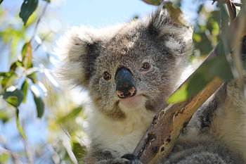 koala, marsupial, animal, wild, mammal, fur, zoo, wildlife, tree, nature, aussie