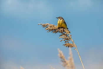 šedý konipas, pták, ptačí, Příroda, motacilla cinerea, ornitologie, druh, fauna, zvíře, volně žijících živočichů, passerine