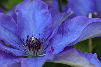 clématite, fleur, belles fleurs, fond de fleur, plante, fleur mauve, pétales, Floraison, pollen, étamines, papier peint à fleurs