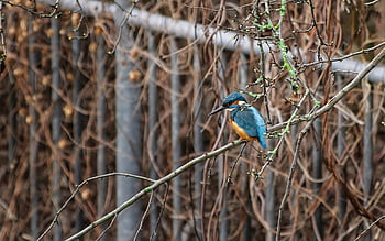 kingfisher, flow, wild Bird, bridge, niers, residence