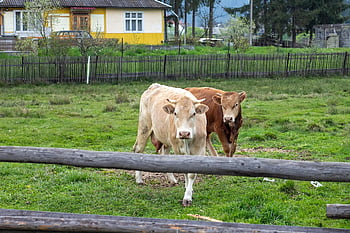 cows, nature, bulls, paddock, animals, farm, cattle, cow, bull, calf, corral