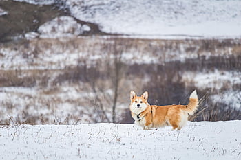 animal, dog, corgi, breed, nature, canine, pet, mammal, pembroke Welsh Corgi, welsh Corgi, purebred