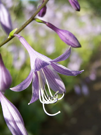 gigli d'ombra, Suora Lily, hosta plantaginea, campanula, viola, giardino, caro