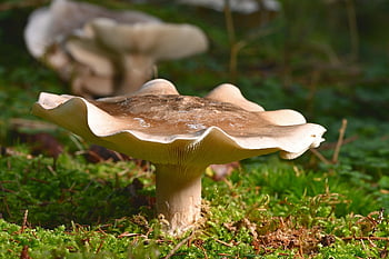 mushrooms, fall, moss, fungal Science, forest, close Up, fruiting Bodies, forest Mushrooms, forest Floor, nature