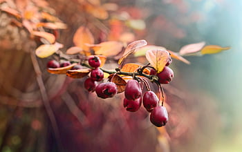 rosehofte, bær, frukt, rose hep, rose haw, rose bush, grener, blader, høst, høstløv, høstfarger