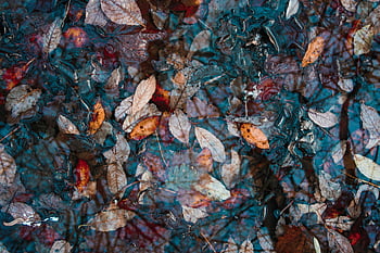 foglie d'autunno, Foglie immerse in acqua, foglie autunnali colorate, foglie galleggianti, acqua riflettente, Scena di autunno serena, superficie dell'acqua, fogliame autunnale, fotografia naturalistica, colori autunnali, riflesso d'acqua
