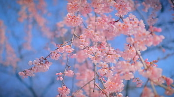 Republikken, Korea, Andong, korea, blomst tapet, reise, blomst bakgrunn, Asia, kultur, historie, turisme, himmel