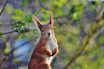 veverka, hlodavec, zvíře, veverka obecná, strom veverka, sciurus vulgaris, Příroda, živočišného světa, volně žijících živočichů, divočina, divoké zvíře