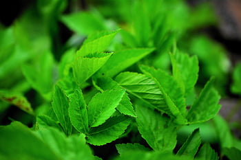greedy, garden Herbs, medicinal Herbs, health, garden, daisy, herbal Plant, nature, spice Up, medicinal Herb, aromatic Herbs