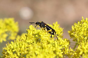 vosa, hmyz, krásné květiny, květ, květinové tapety, opylování, jaro, fauna, flóra, květinové pozadí, Příroda