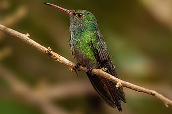ハチドリ、 鳥、 カラフル、 緑、 動物、 雨林、 自然、 ハミングバード