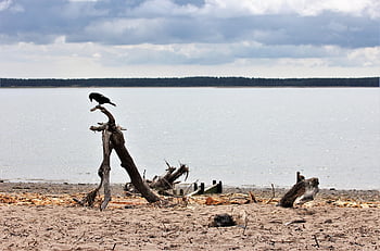 beach, river, water, nature, sky, bird, crow, driftwood, raven, landscape, river Tay