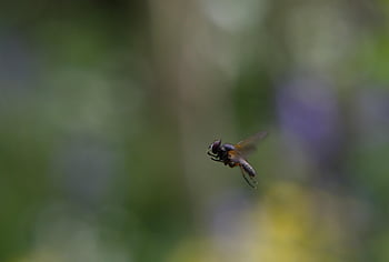 fly, insect, flying, wings, animal, nature, compound Eye, bokeh, macro, close Up, flight