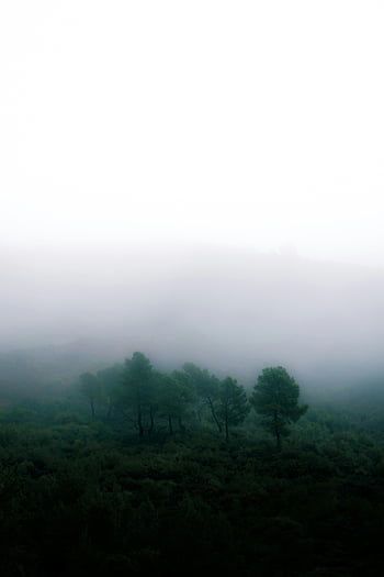 trees, field, fog, misty landscape, serene, Tissemsilt, Algeria, enveloped fog, natural scenery, atmospheric, greenery