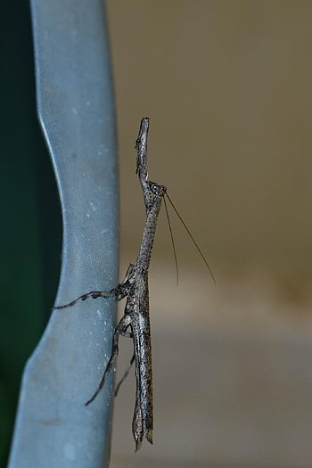 stick Insect, bug, camouflage, africa, mates