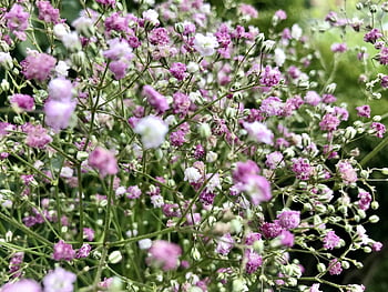 panicles-gypsophila, gypsophila, carnations, ornamental Plant, ease, tender, white, pink, blossoms, panicle, stalk