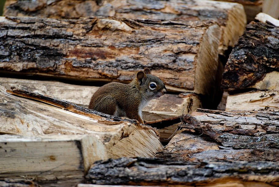 ground Squirrel, squirrel, rodent, woods, furry, fur, wild, wildlife, outdoors, animal, nature