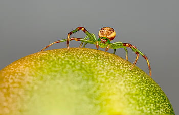 pavouk, pavoukovec, pavoučí síť, pavučina, web, koule, tkadlec, hmyz, Chyba, arachnofobie, Příroda