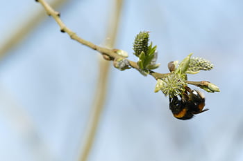 bumblebee, pollen, honey, bee, spring, knob, kittens, out Of Control, young, sheet, soft