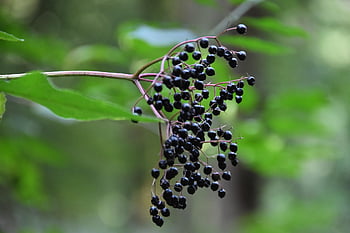 albero, cespuglio, ramo, pianta, Fiore di sambuco, sambuco nero, frutti di bosco, tossico, erba, le foglie, frutta