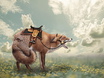 liška, fantazie, louka, Příroda, zvíře, volně žijících živočichů, fotomanipulace, Manipulace ve Photoshopu, mraky, vos